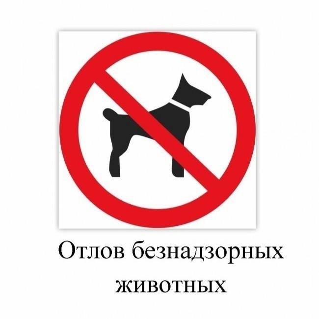 График проведения отлова животных без владельцев  на территории Касторенского района Курской области в 2024 году.