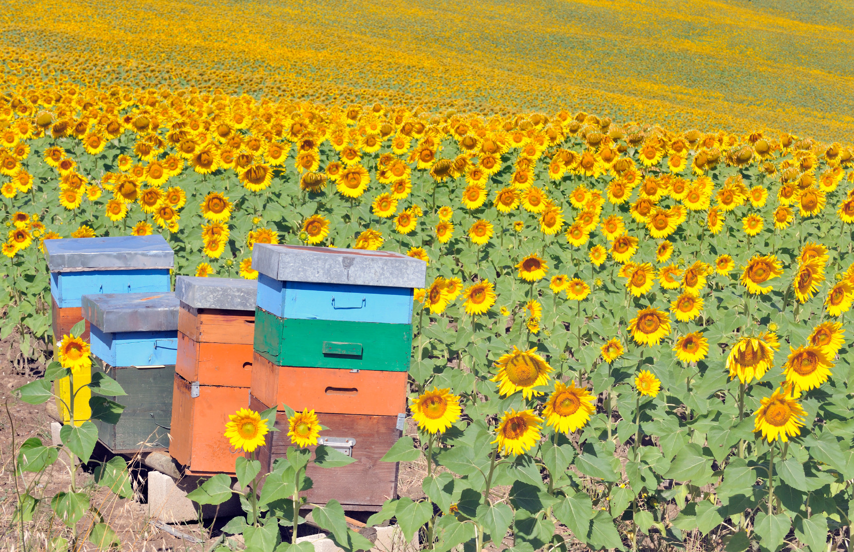 Для обеспечения опыления необходимо 230 пчелосемей.