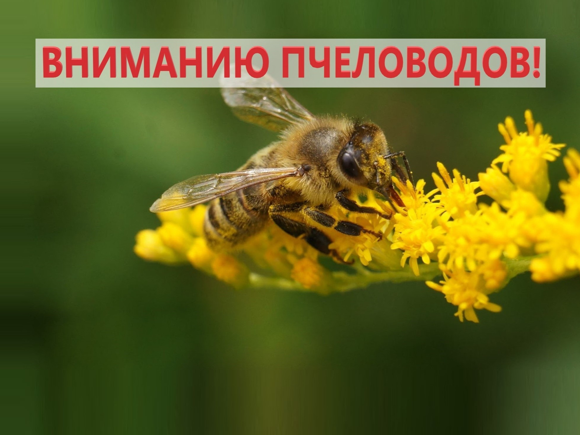 Вниманию пчеловодов-фермеров и пчеловодов-любителей Касторенского района!.
